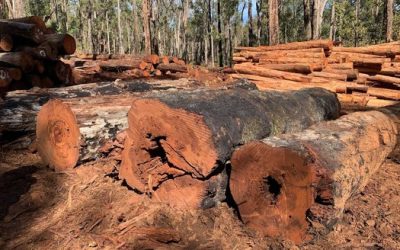 Emergency Action to Protect Dalgarup Forest