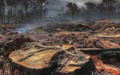 Skulduggery in the forests: Logging agency’s plans to lock in excessive logging until 2033