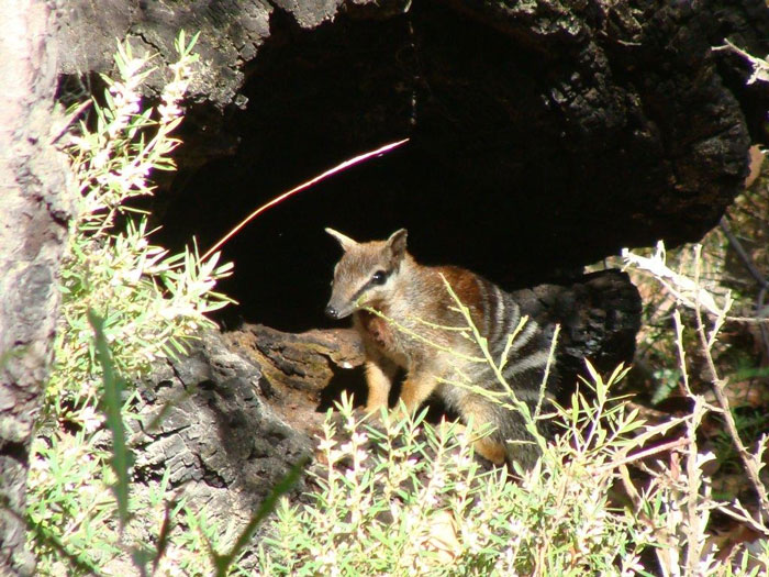 Numbat-Credit_-Panda-Broad1 WA Forest Alliance