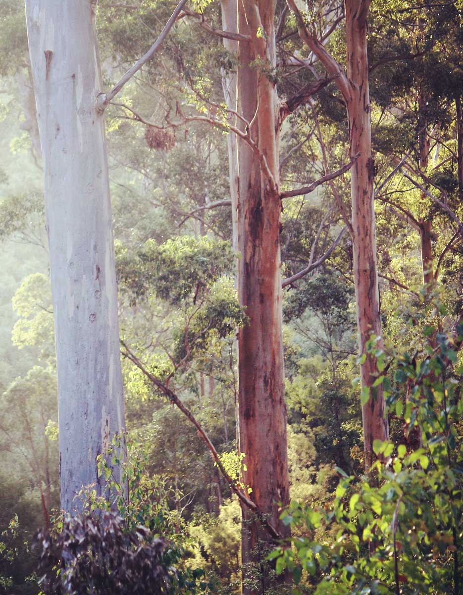 Lewin-1-JC-Photography1 WA Forest Alliance