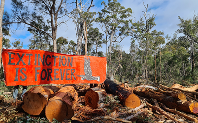 Spring 2021 Forest Watch: Day #1