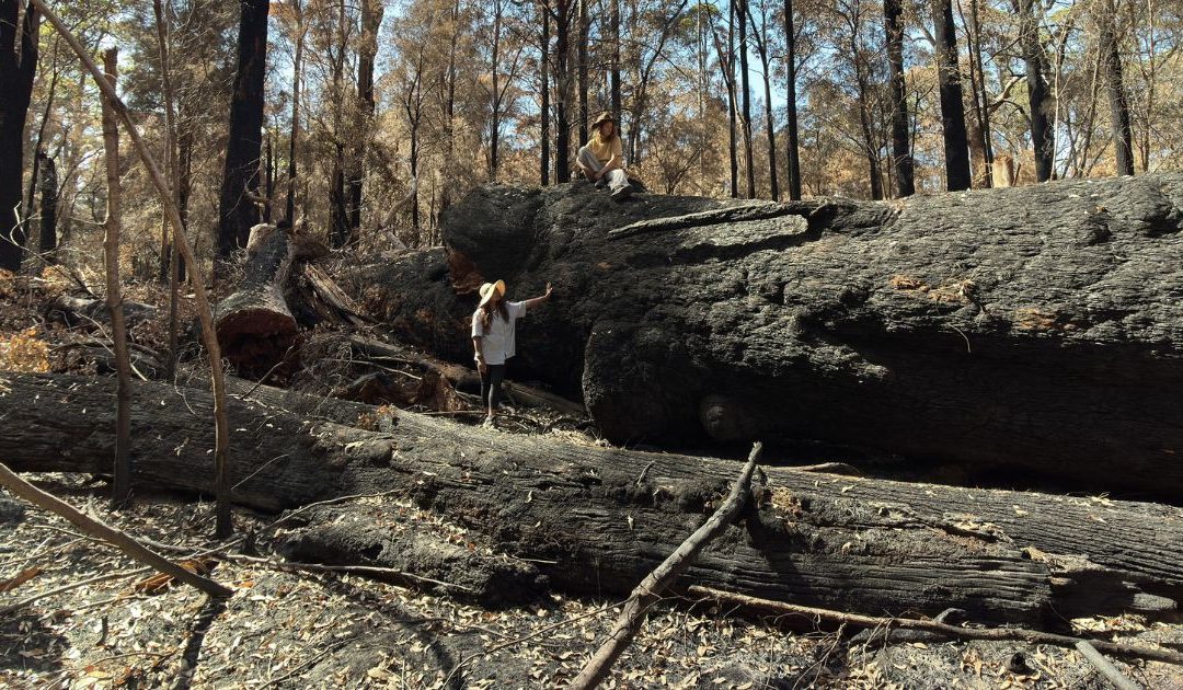 Ancient Tingle forest devastated by government prescribed burn