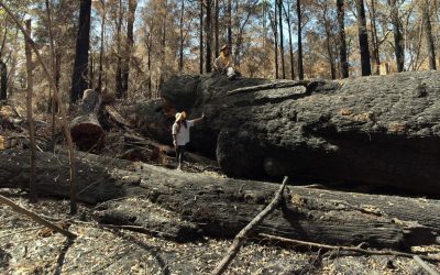 Ancient Tingle forest devastated by government prescribed burn