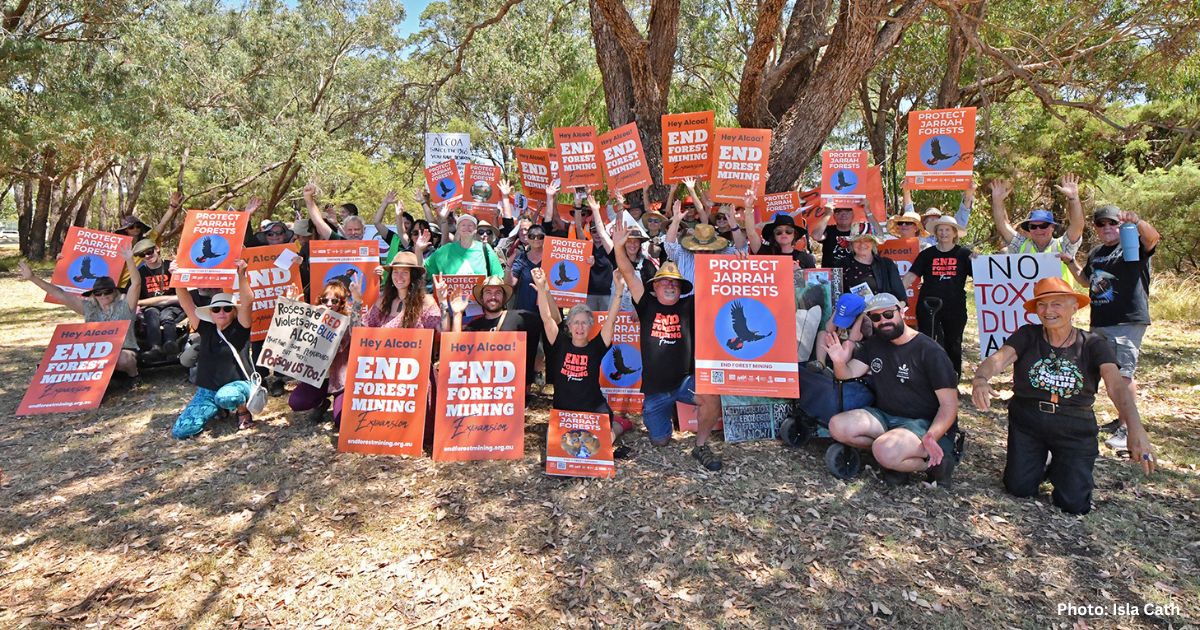 After the election - what’s next for WA forests? - WA Forest Alliance