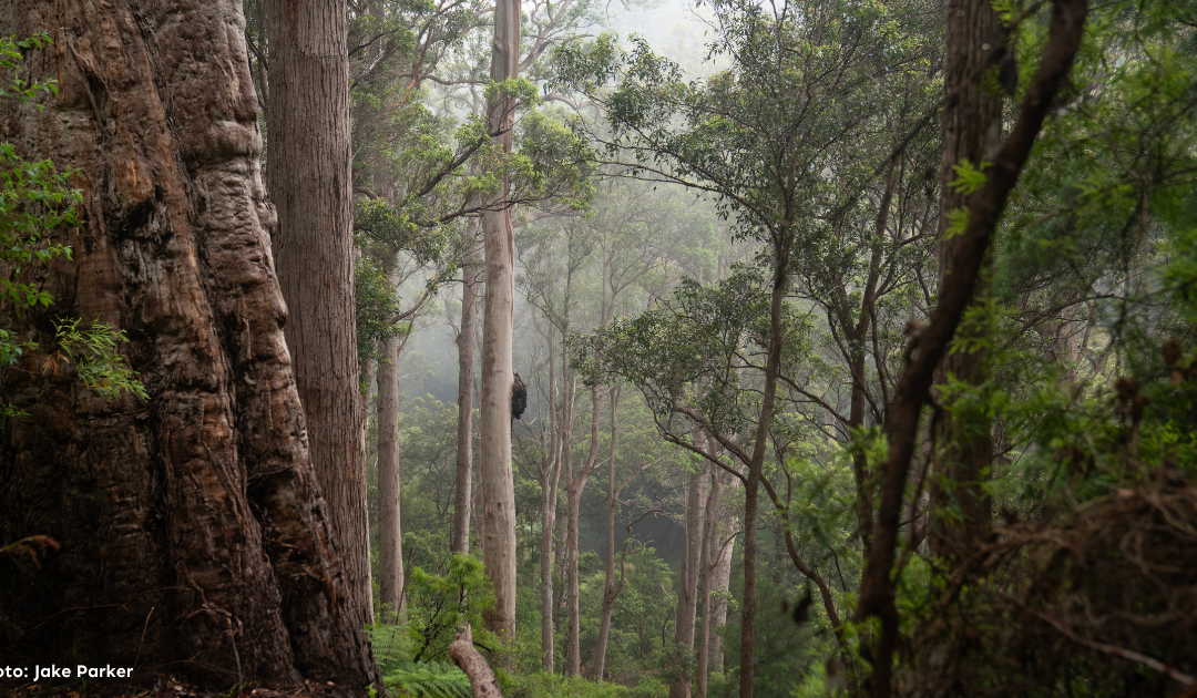 Your Eucalypt of the Year is under threat!