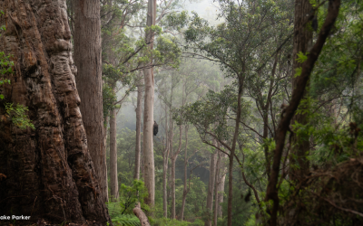Your Eucalypt of the Year is under threat!