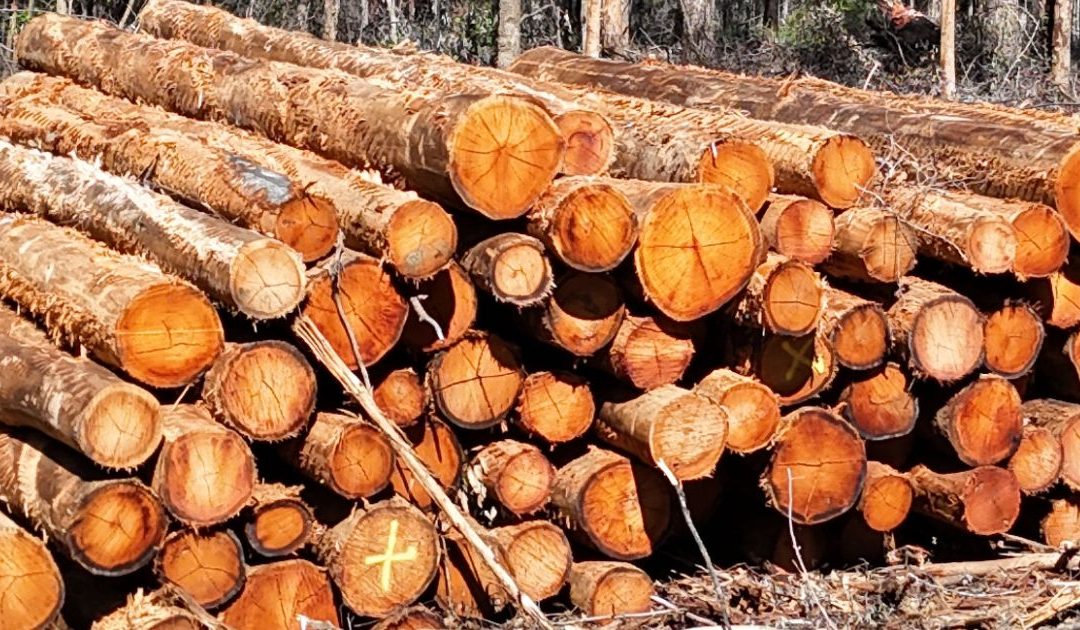 Alarm over scale of thinning program in native forests