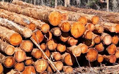 Alarm over scale of thinning program in native forests