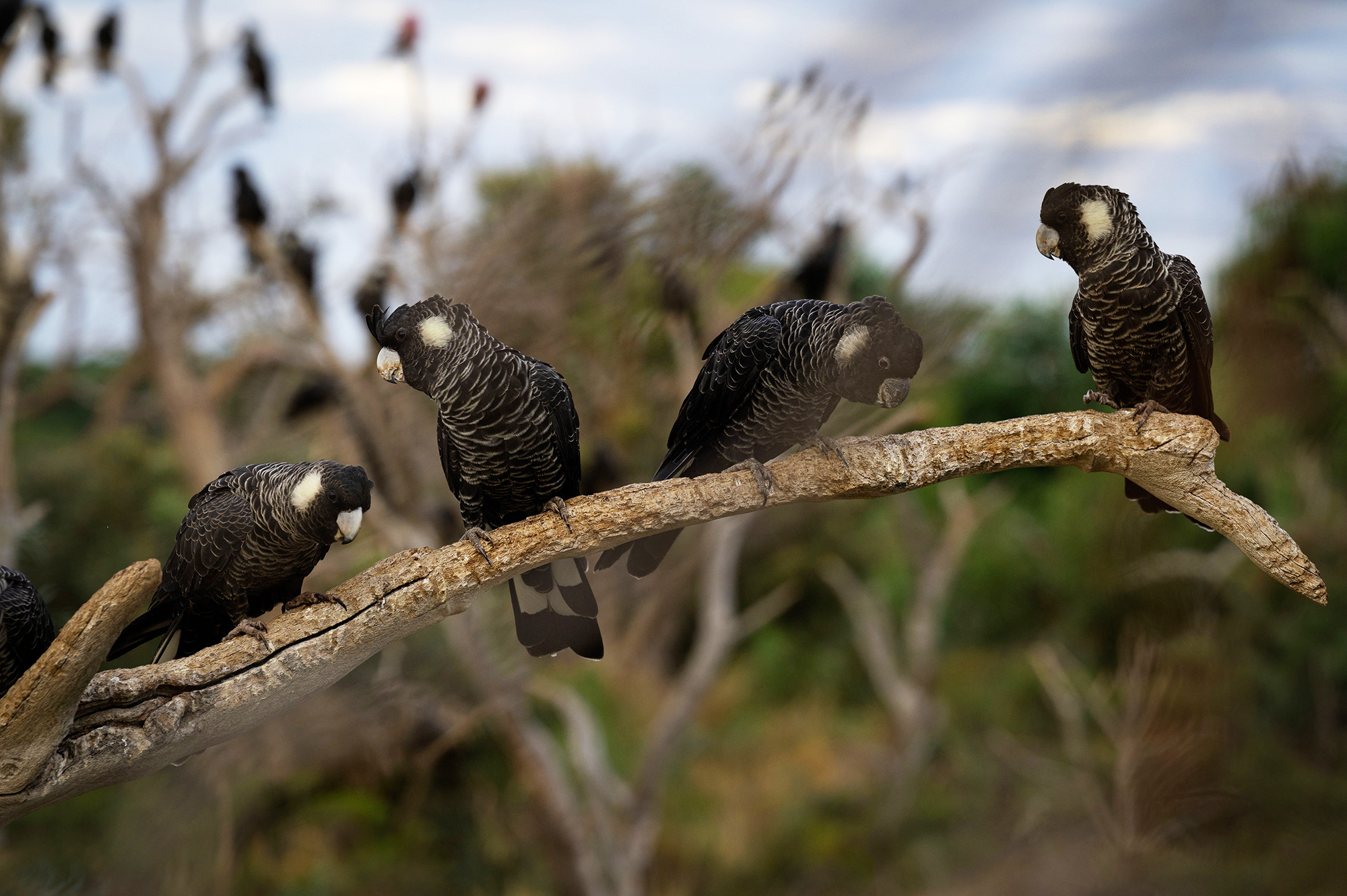 Carnabys Cockatoos by #MilesTweediePhotography Carnaby's Black Cockatoos on a branch