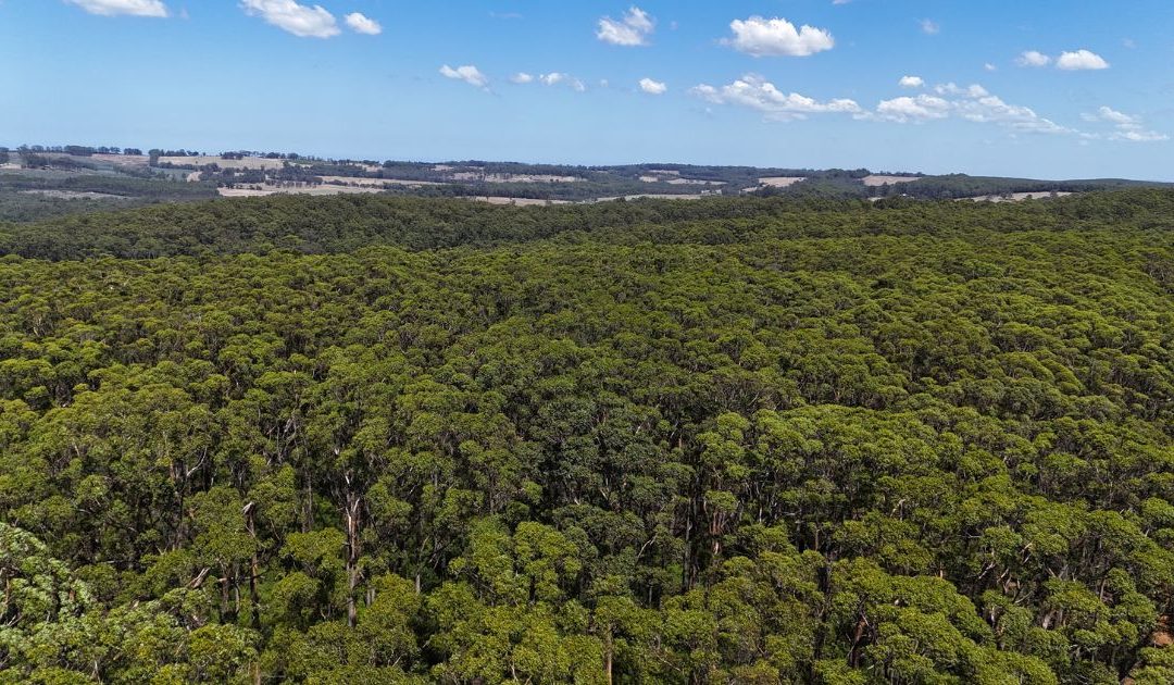 Whose safety? Rethinking the planned burn of Harewood Forest