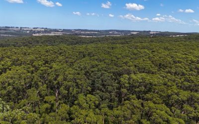 Whose safety? Rethinking the planned burn of Harewood Forest