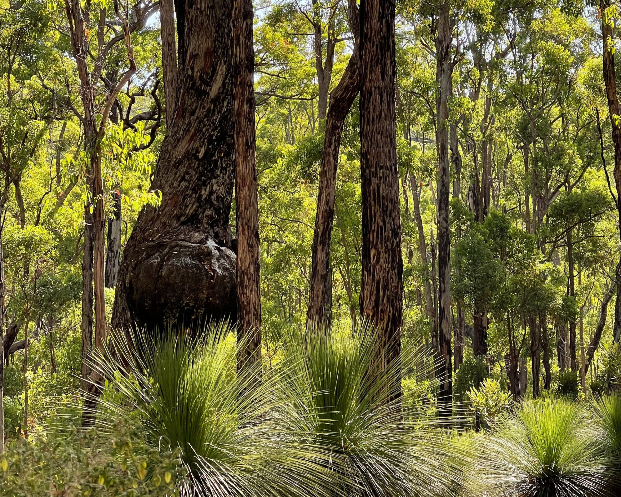 8 Lush and green northern jarrah forest with Grass trees