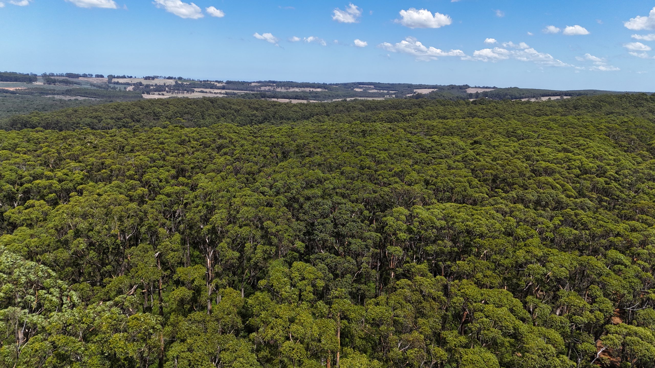 Drone image of Harewood, a forest block in the South West