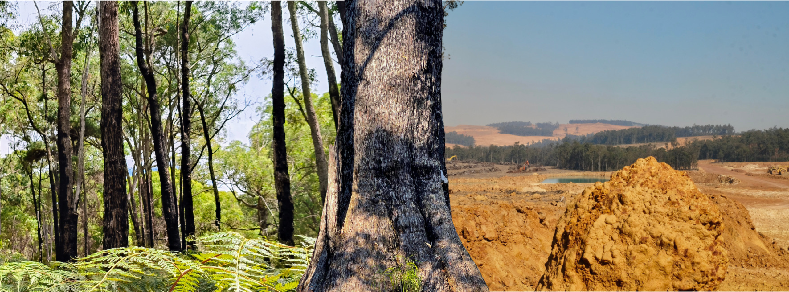 NJF HEader (Facebook Cover) (2) One side of the image is lush jarrah forest, and the other side is an Alcoa mine, split by a large jarrah tree.