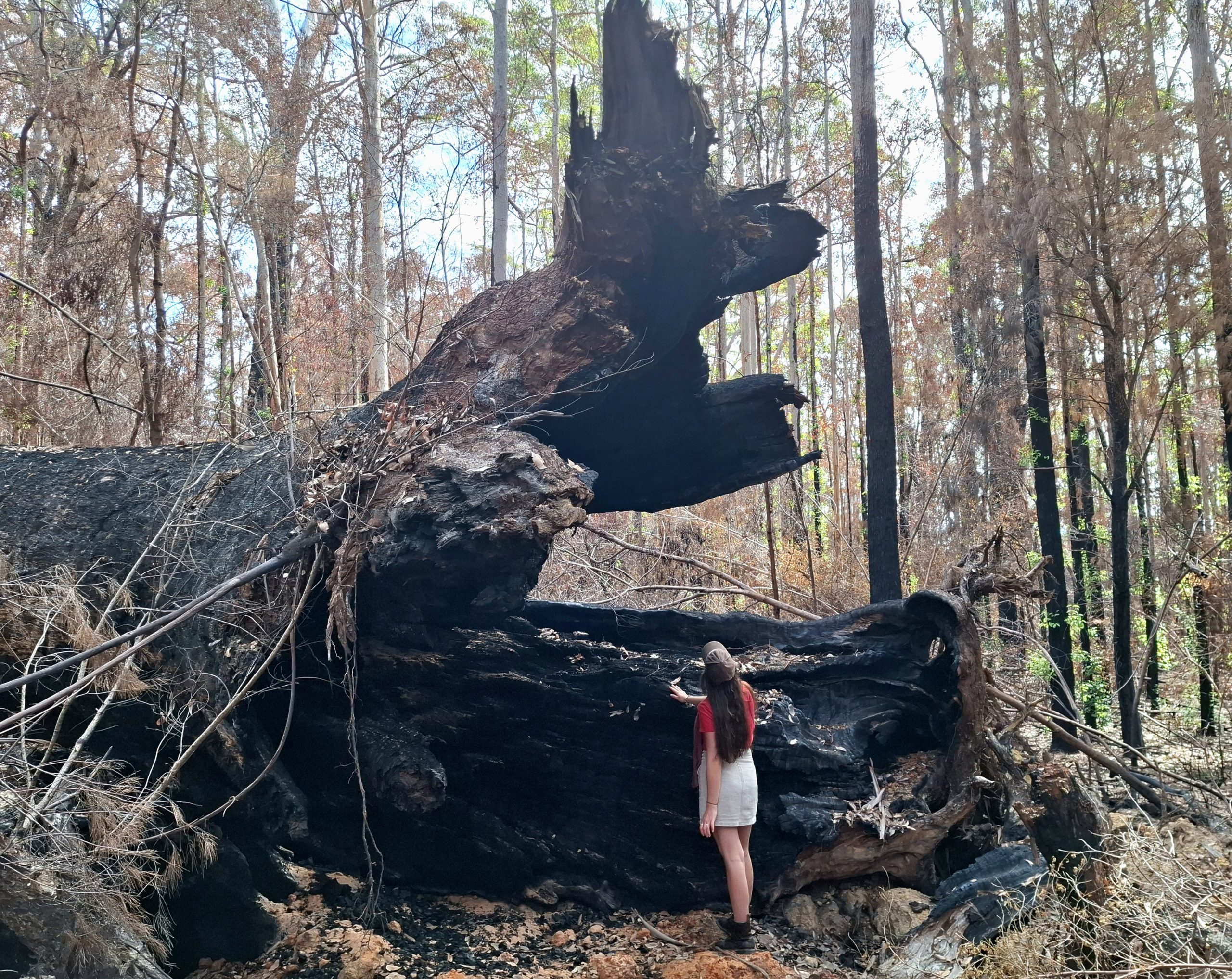giant from side A collapsed Tingle tree in the Valley of the Giants after a prescribed burn