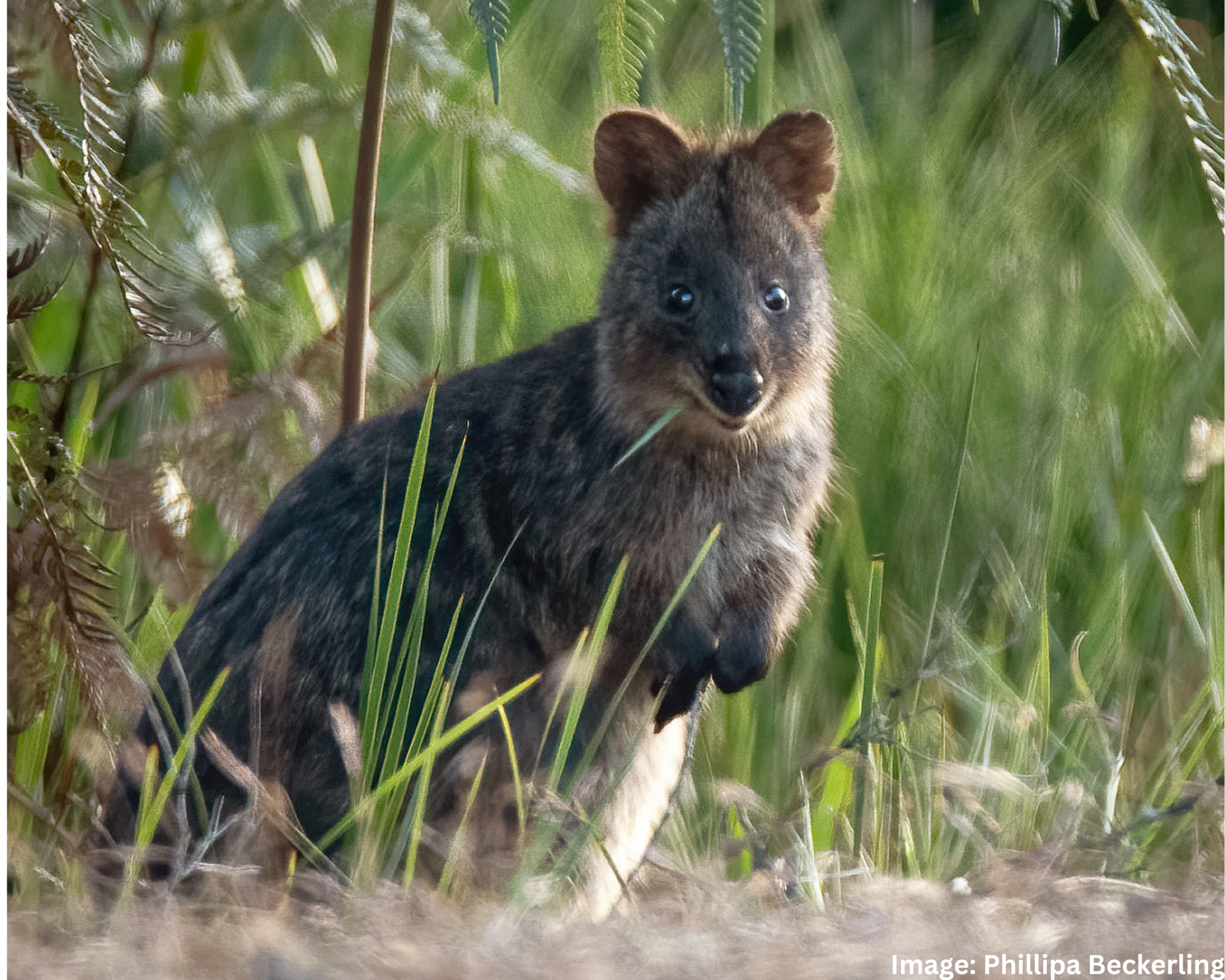2-scaled A mainland quokka in grass