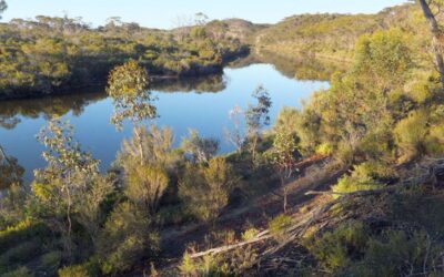 Carnaby nesting site saved from mining destruction