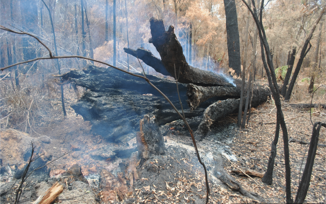 Tingle forest not out of the woods yet