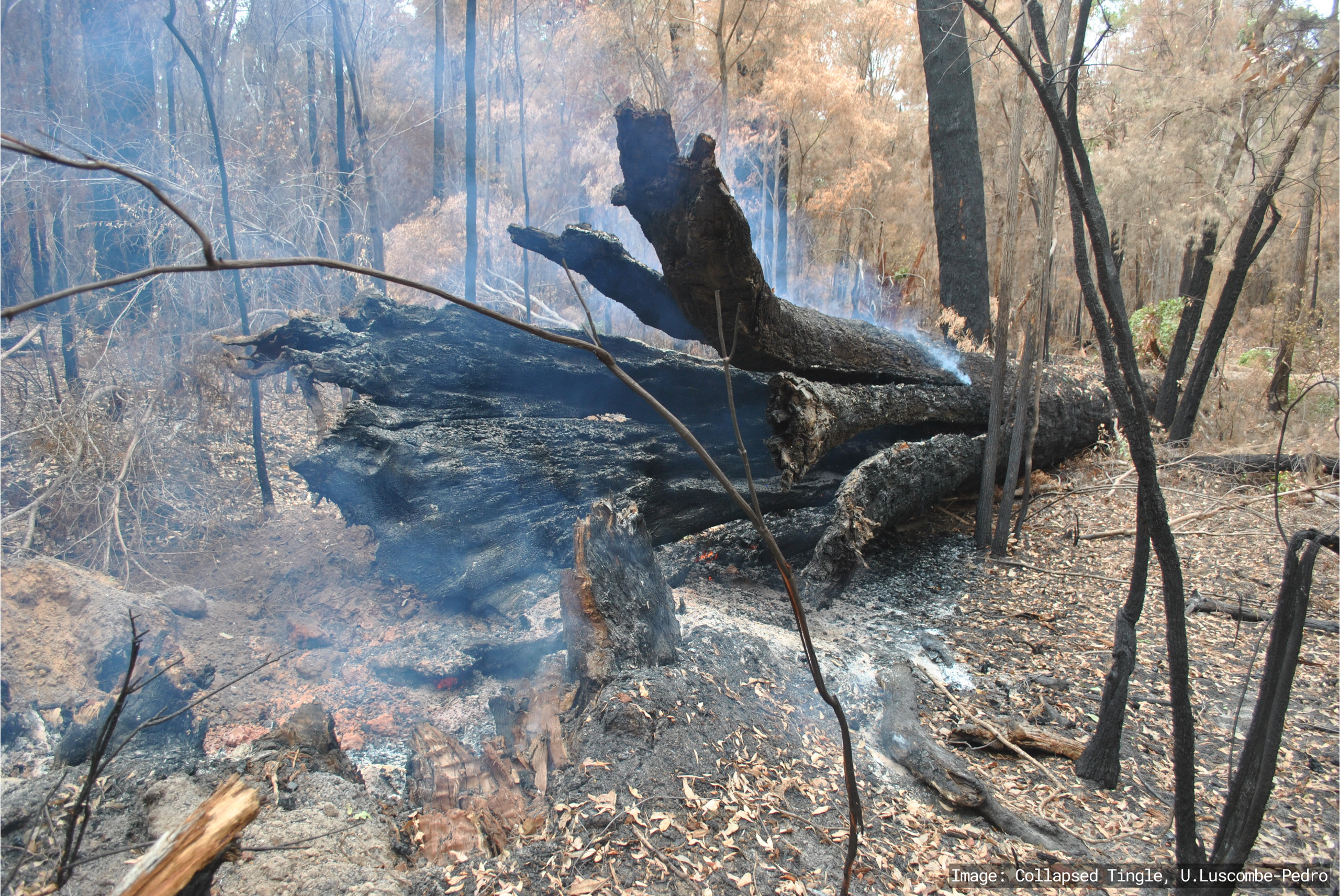 Smoking collapsed Tingle after the giants east burn