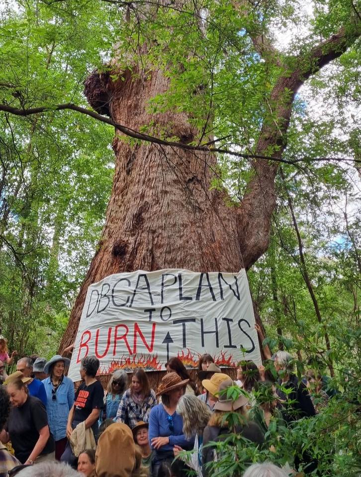 A large Tingle tree with a banner attached that reads 'DBCA Plan to burn this'