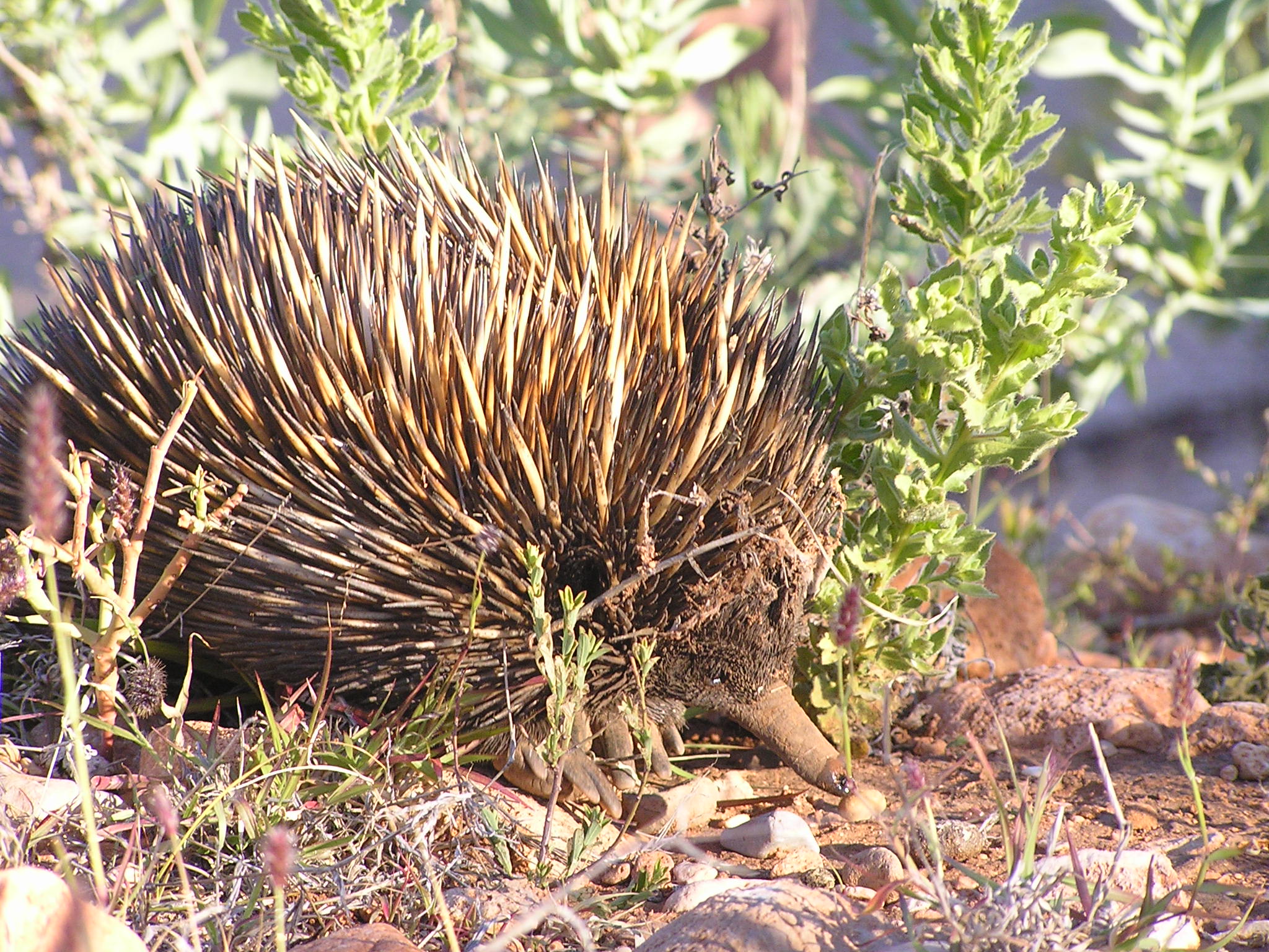 A very cute echidna
