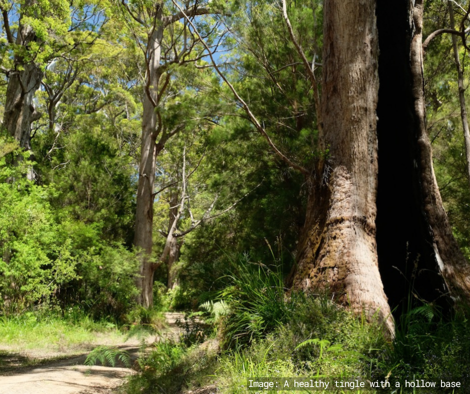 A healthy tingle with a hollow base