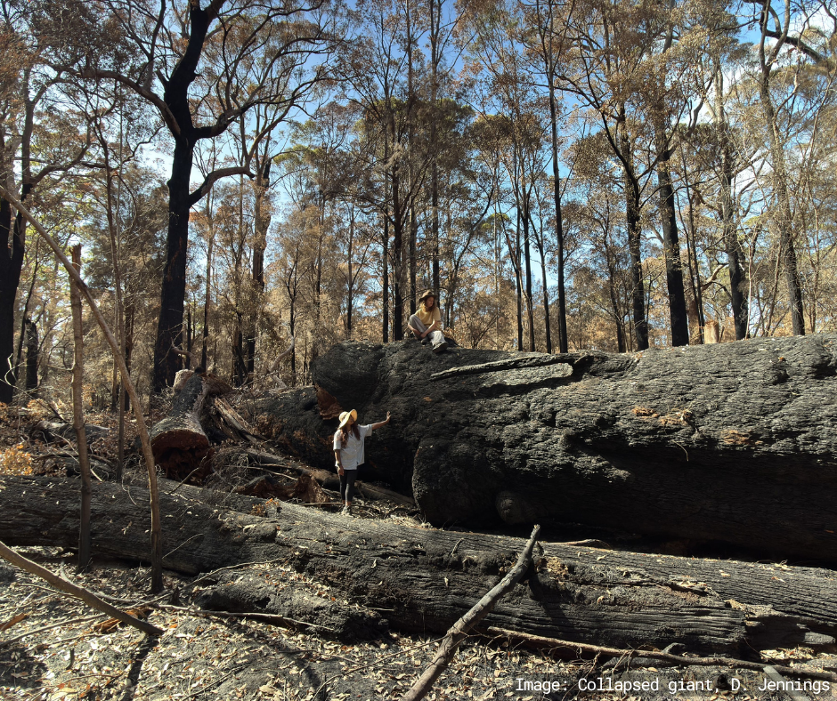 Collapsed giant tree after fire