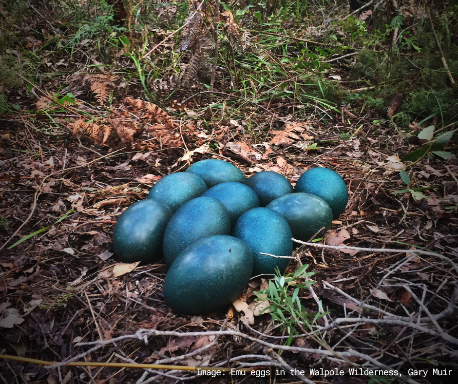 Blue emu eggs