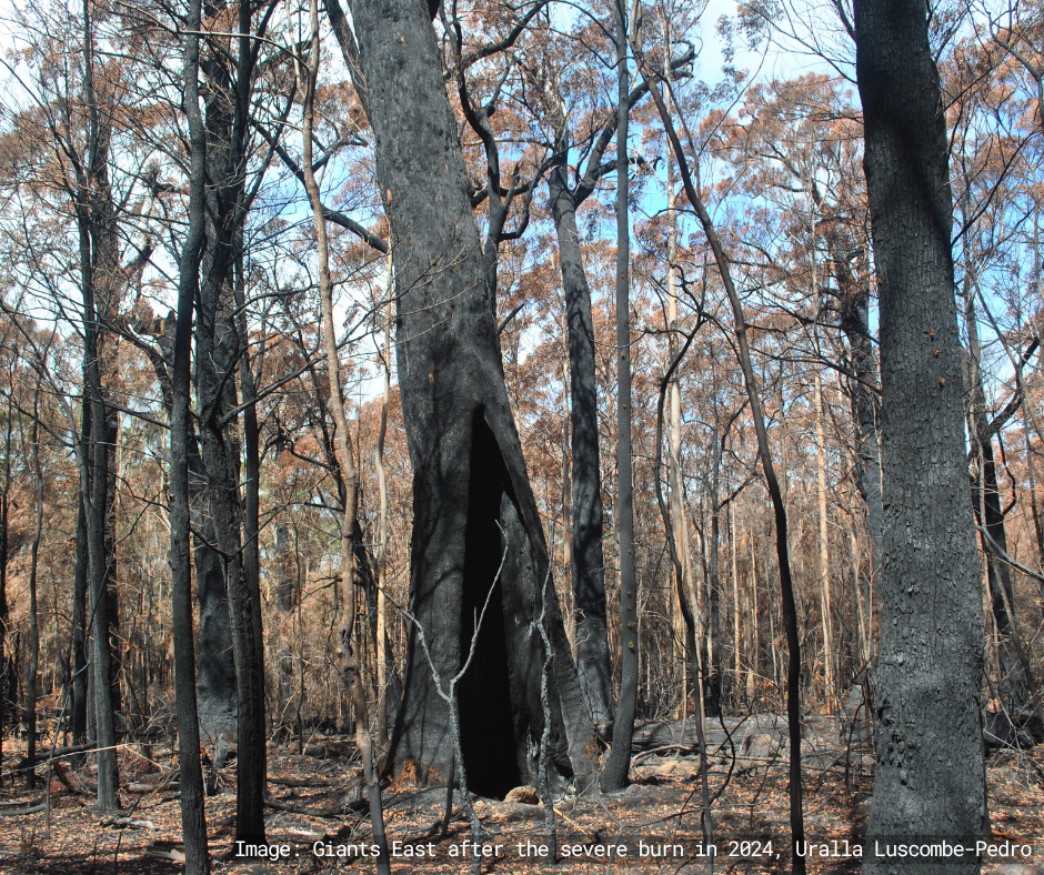 Giants East after the severe prescribed burn in 2024.