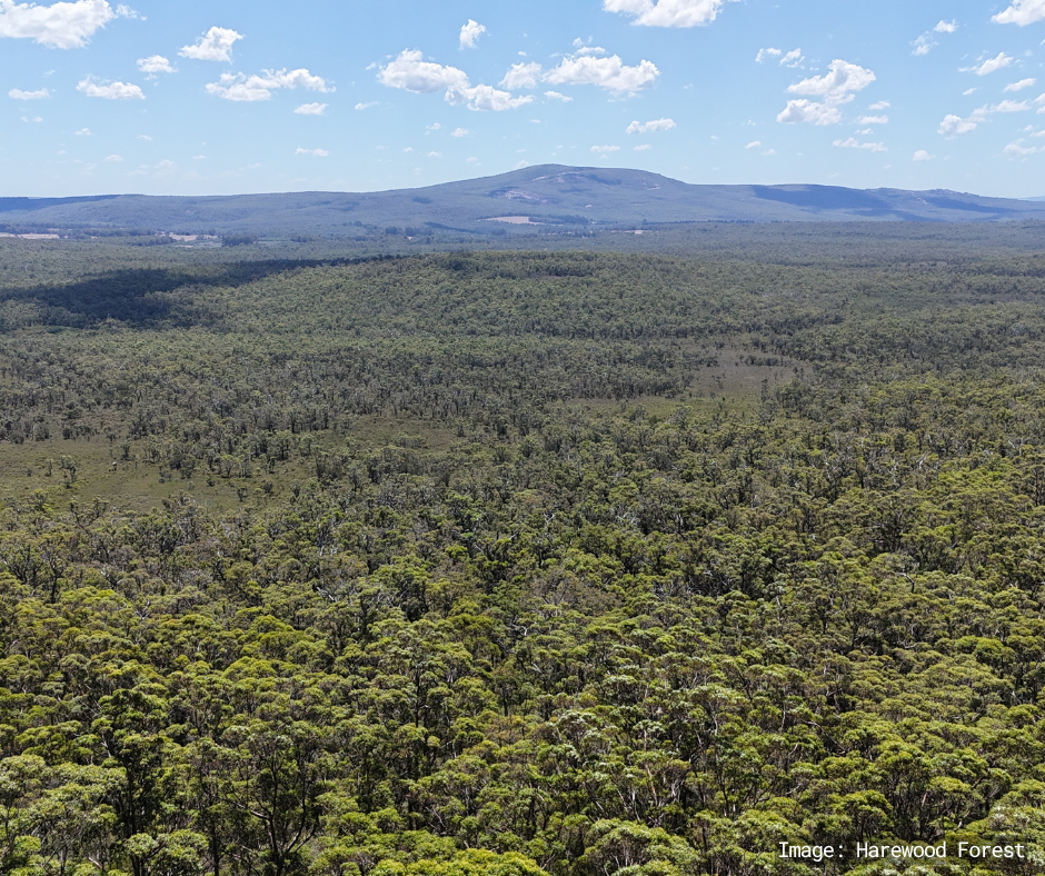 Harewood forest from a drone