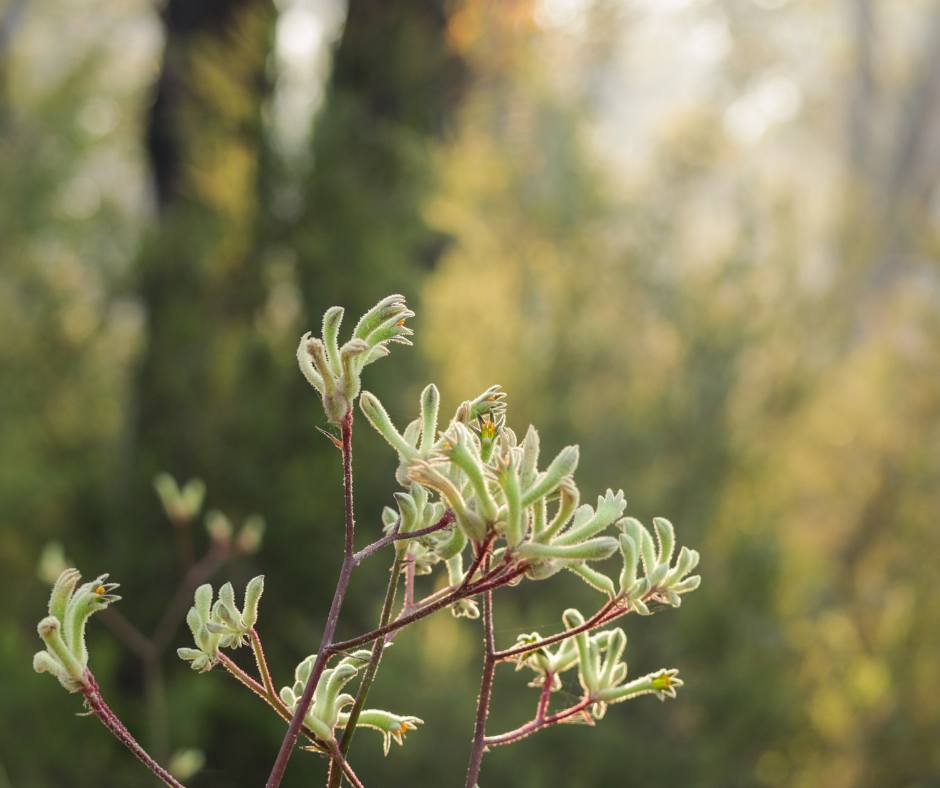 Light green kangaroo paw