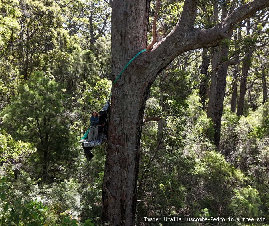 A tingle tree with a platform, Uralla is standing on the platform