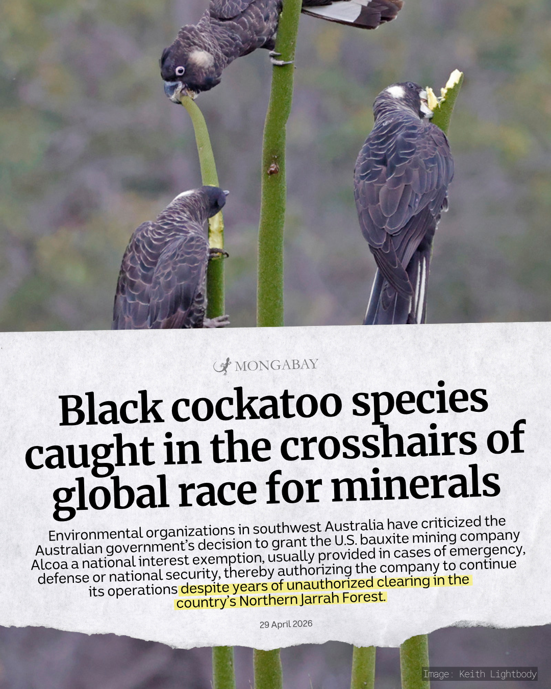 Mongabay cockatoo article News headline tile that reads "Black cockatoo species caught in the crosshairs of global race for minerals" with smaller text reading "Environmental organizations in southwest Australia have criticized the Australian government’s decision to grant the U.S. bauxite mining company Alcoa a national interest exemption, usually provided in cases of emergency, defense or national security, thereby authorizing the company to continue
its operations despite years of unauthorized clearing in the
country’s Northern Jarrah Forest."