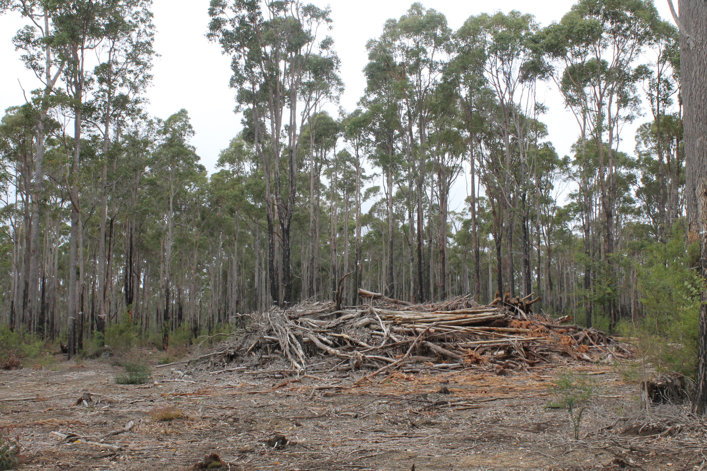 A large pile of logs left behind after a thinning operation