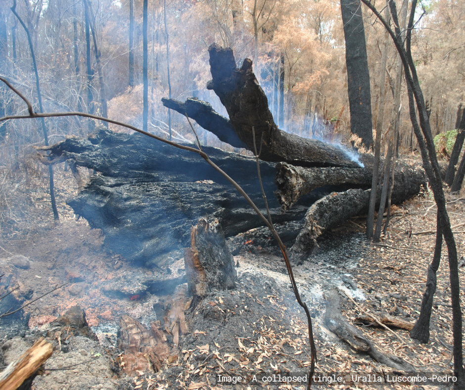 Photo of a collapsed, smouldering, blackened tingle tree trunk