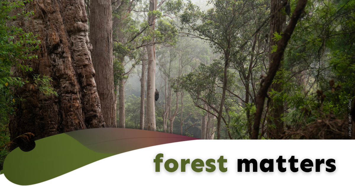 Image of a tingle forest with text reading 'forest matters'